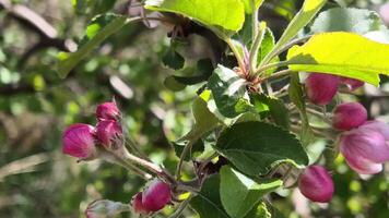 Pink apple buds beginning to bloom on a sunlit branch surrounded by fresh green leaves video