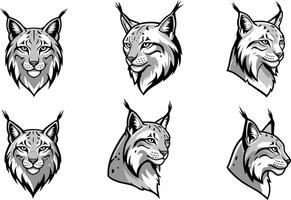 Lynx head illustrations in black and white detailed set showing different angles and expressions vector