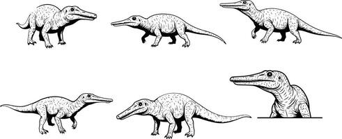 Crocodile black and white sketch set showing different poses and head illustration for educational and design purposes vector