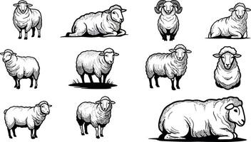 Various sheep breeds with black faces and white wool in simple black and white illustration vector