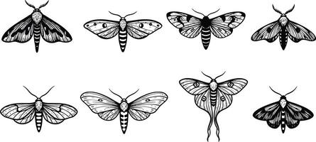 Detailed vintage black and white moth illustrations showing various wing patterns and shapes in symmetrical arrangement vector