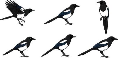 Magpie bird set showing various poses and flight positions in natural black and white colors vector