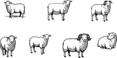 Sheep Illustration Set with Black and White Sheep in Various Poses and Styles for Farming or Nature Designs vector