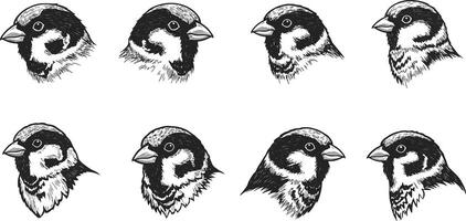 Sparrow bird head detailed sketch set with black and white feather textures in illustration style vector