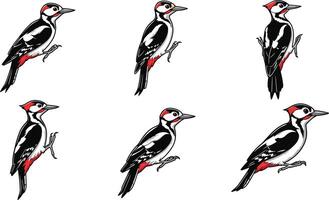 Woodpecker bird illustrations showing various poses with black, white, and red feathers in natural style set vector