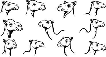 Camel head black and white illustration set showing different angles and expressions for design use vector