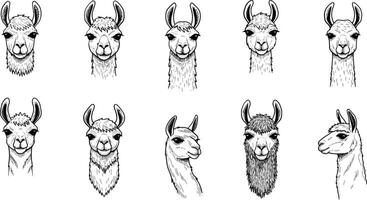 Llama Head Portraits Collection Set with Various Expressions and Angles for Animal Illustrations vector