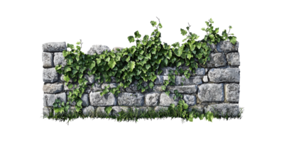 Stone Wall With Lush Green Ivy Vines. Nature And Architecture Blend In Outdoor Setting Isolated On Transparent Background png