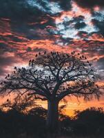Tall Baobabs with Resting Flocks photo