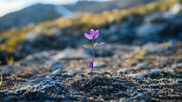 Wind Swept Plant with Purple Labels photo