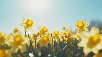 Daffodil Fields Under Bright Skies photo
