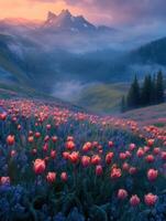 Radiant Tulip Blossom in Early Sun photo