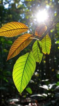 Sunlight Streaming Through Forest Tops photo