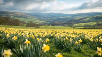 Endless Daffodil Slopes photo