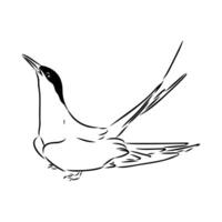 seagull bird tern sketch vector