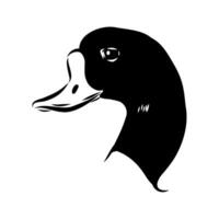 The head of a beautiful shelduck drawing vector