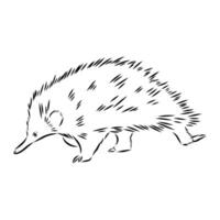 animal echidna hand sketch vector