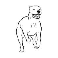 Strong dog Great Dane of Argentina black and white sketch vector
