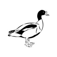 Beautiful shelduck duck of paradise vector