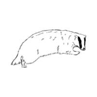 Omnivorous predator badger hand-drawn vector