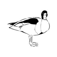 Shelduck duck of paradise sketch vector