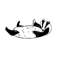 The omnivorous predator is the badger vector