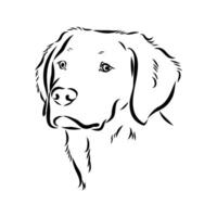 The head of a French dog is a Breton epagnole vector