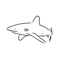 dangerous predator shark sketch vector