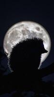 Shadow of Hedgehog Under Bright Luna photo