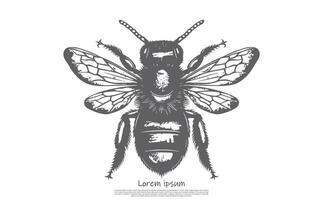 Detailed Sketch of a Honeybee with Wings on a White Background in Gray vector