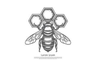 Engraved Bee with Honeycombs on Top and White Background vector