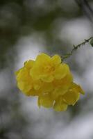 Yellow flowers with a natural background, lots of circular bokeh. photo