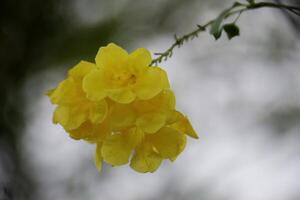 Yellow flowers with many bokeh circles in the background. photo