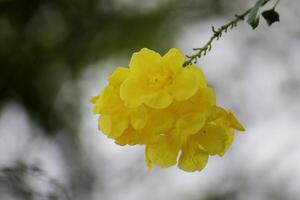 Yellow flowers with a circular bokeh background. photo