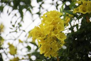 Yellow flowers with a beautiful circular bokeh background. photo