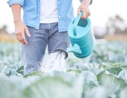 Top View of Farmer Irrigating Cabbage with Watering Can photo