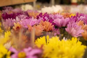 Purple, multi-colored chrysanthemums in a flower shop photo