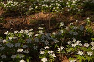 Anemone nemorosa in the forest in early spring. photo