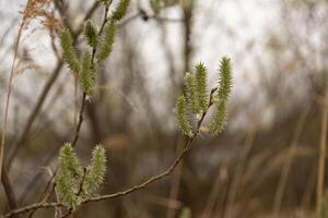 Willow branch with buds in spring. Close-up. Selective focus. photo