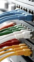 A close up of several ethernet cables photo