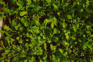 Fresco verde Rúcula creciente en el suelo. parte superior vista. horizontal antecedentes foto