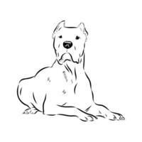 The dog breed is an Argentine Great Dane. vector