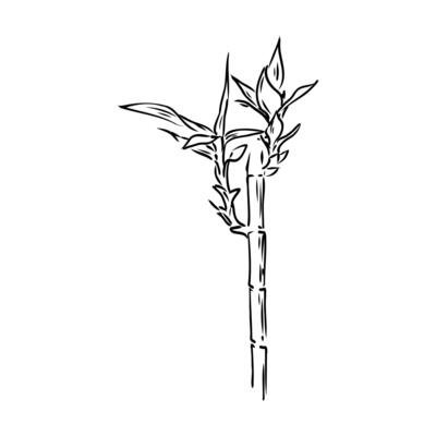 bamboo plant black and white sketch