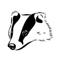 The omnivorous animal is a badger black and white sketch vector