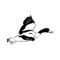 the migratory bird shelduck vector