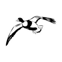 Beautiful shelduck duck of paradise sketch vector