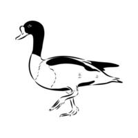 Goose-like duck shelduck drawing vector
