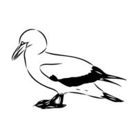 seabird booby sketch vector