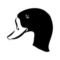 The head of a migratory bird shelduck drawing vector
