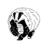 omnivorous predator badger hand sketch vector